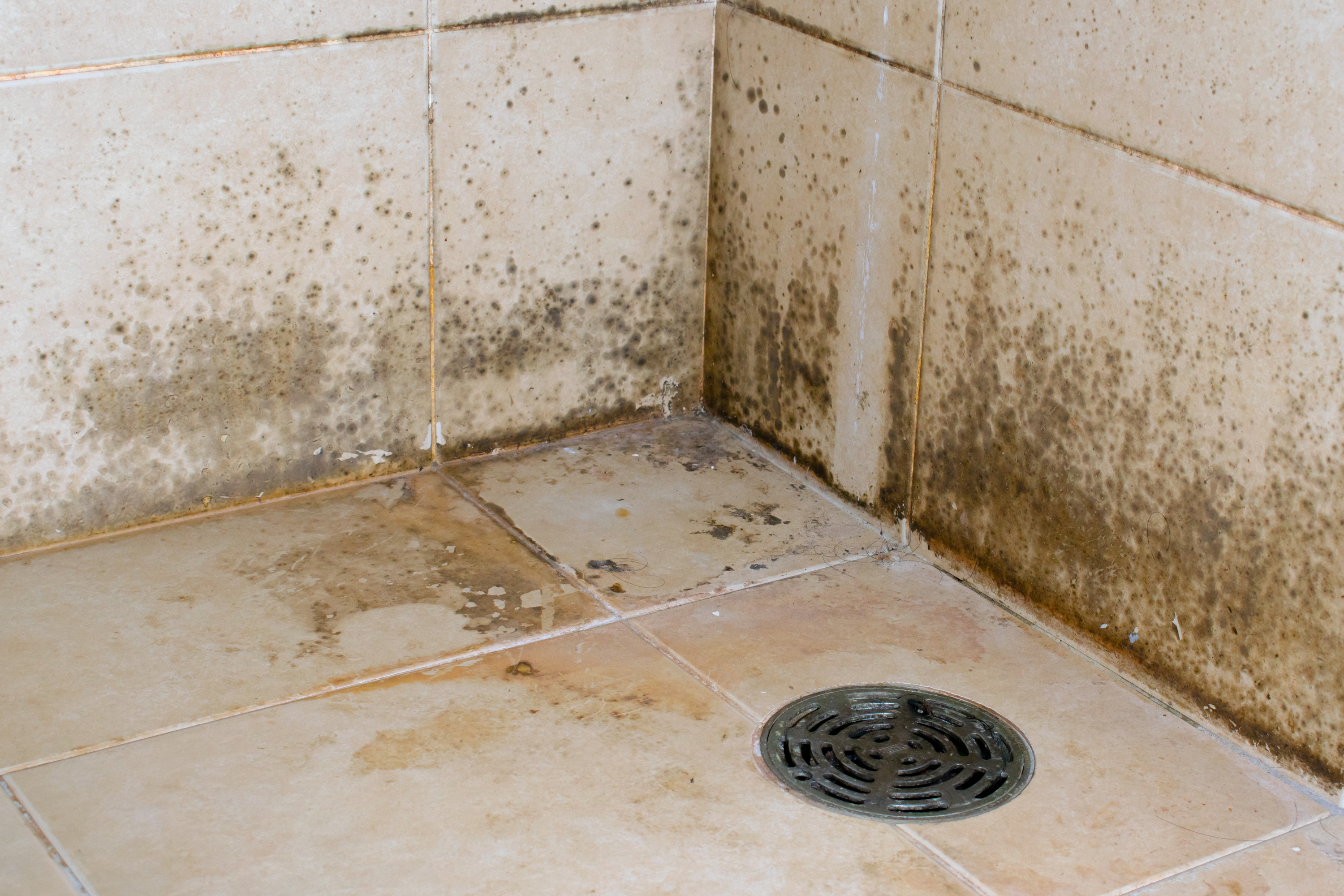 Mold growing in a shower